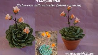 Pianta grassa alluncinetto  Echeveria [upl. by Lewellen303]