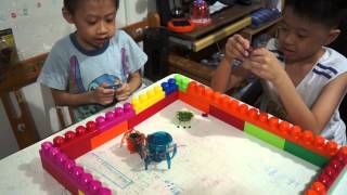 HEXBUG 大戰：《Spider 》vs《Inchworm》20130901 [upl. by Kcirreg]