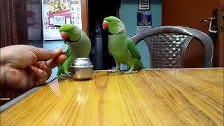 Talking Parrots  Training video [upl. by Cho]