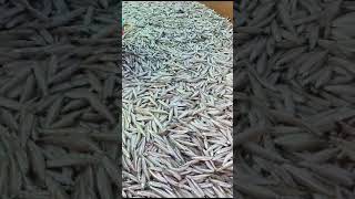 Big Size Anchovy fish Big Offer 1kgRs200Valli fish Shop Pondicherry [upl. by Odnalo483]