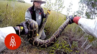 Why Military Veterans Are Hunting Pythons in the Everglades [upl. by Naujuj]