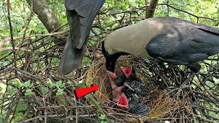 Small neck of a baby crow bird BirdsofNature107 [upl. by Mortimer771]