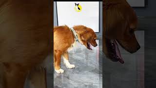 Fresh Pet Review 🐶🍔 shorts viral cute funny pets [upl. by Gunar225]