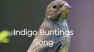 Indigo Buntings Song rosellureta birds birdspecies birdslover [upl. by Dorie]