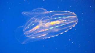 Self Illuminating Rainbow Jellyfish  Flashing lights [upl. by Mohandis]