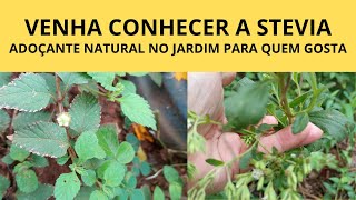 VENHA CONHECER A STEVIA  ADOÇANTE NATURAL NO JARDIM PARA QUEM GOSTA [upl. by Lamori526]