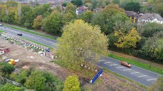 London Plane tree in Farnborough Kent [upl. by Cordeelia824]