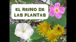 El REINO PLANTAS  Características polinización y dispersión [upl. by Darrin]