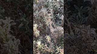 Hoar frost or WHORE FLOSS🤣 nature frost magic [upl. by Attenauqa]