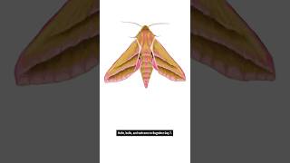 Day 7 Deilephila Elpenor Elephant Hawk Moth Order  Lepidoptera Moth bugtober inktober [upl. by Damas265]