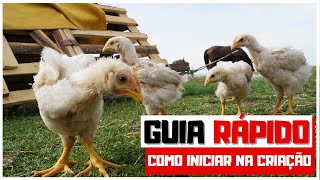 Tutorial RÁPIDO para criação de galinha POEDEIRA [upl. by Nyliram]