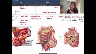 Vascularización Gastrointestinal [upl. by Alsi72]