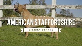 AMERICAN STAFFORDSHIRE TERRIER LEGENDARY SIERRA STAFFS [upl. by Hcire358]