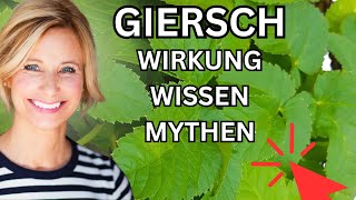 Giersch Wirkung Wissen amp Mythen 🌞 [upl. by Irmgard649]