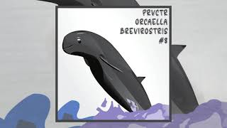 PRVCTR  Orcaella Brevirostris Official Audio [upl. by Ihc231]