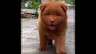 Cantonese bear chow is a smart and loyal breed  is this a Dat or a Cog [upl. by Pulchi]