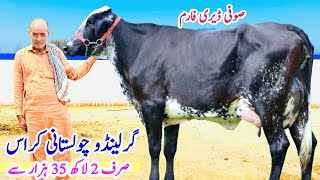 Suffi Dairy Farm  Garlando Cholistani Cross Cows in punjab  Australian Friesian Cows  Bismillah b [upl. by Chickie26]