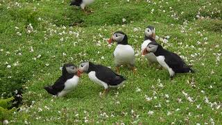 Puffins  Skomer Island 22May2024 [upl. by Gargan995]