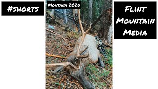 Montana Archery Elk 2020 [upl. by Puritan259]