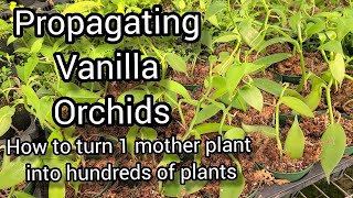 How to Grow and Propagate Vanilla Orchids From Cuttings Tips from a Commercial Orchid Grower [upl. by Cristionna]