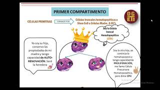 CLASE 3 HEMATOPOYESIS [upl. by Eire]