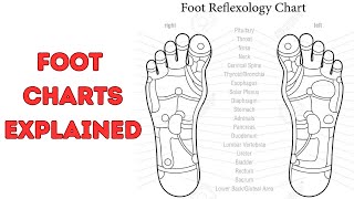 Where are The Foot Pressure Points Reflexology [upl. by Sualokin]