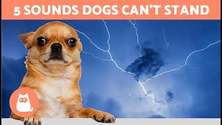 5 SOUNDS That DOGS HATE the Most 🐶🔊❌ Noises That Drive Them Crazy [upl. by Urbai]