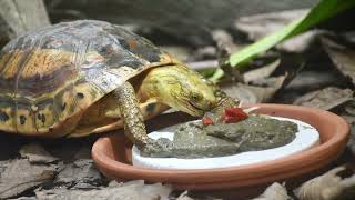 Delicious pancake treats at Jersey Zoo [upl. by Novyak]