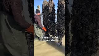 La ferme de moules  une innovation fascinante shorts moules aquaculture [upl. by Kado]