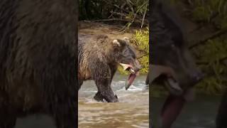 Brown Bears Fight Over Life Threatening Meal predator bear wildlife [upl. by Rehpotsrihc123]