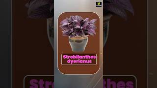 Amazing Facts about Strobilanthes Dyerianus Flower🌺 flowerfacts shorts  Krishnakant Sir [upl. by Nytsirt]