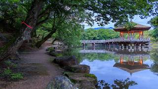 Nara Park Quiet Morning Walk with Sacred Deer  Nara Japan 4K Dawn Ambience [upl. by Demmer]