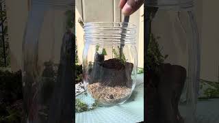 Terrarium making Failed attempt Change of plans [upl. by Tamberg]