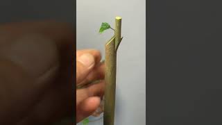 Best method and unique ideas for the grafting of fruit trees grafting plants garden tree​ [upl. by Adnahcir270]