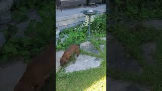 Exuberant REDBONE COONHOUND Female PUPPY CHIP 922 [upl. by Armat]