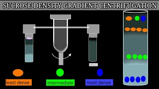 Sucrose Density Gradient Centrifugation [upl. by Lexis]