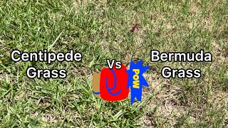 Centipede grass vs Bermuda grass Who will win this fight [upl. by Annaihs144]