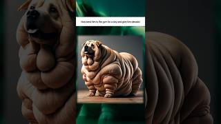 🐶 Incredible Transformation From Super Obese to Super Fit Dog [upl. by Lrig]