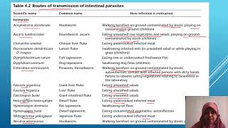 NEMATODA USUS 1 pedahuluan [upl. by Esinad]