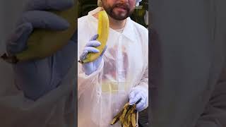 Here’s how a researcher is trying to create a resistant cavendish banana extinction [upl. by Swetiana]