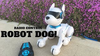 Radio Control Robot Dog From Kmart  First Look Review [upl. by Icak]