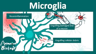 Microglia  Microglia in brain function and disease  USMLE step 1 [upl. by Florance]