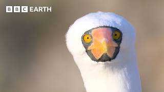 Extraordinary Nature Scenes in 4K  BBC Earth [upl. by Erdua]