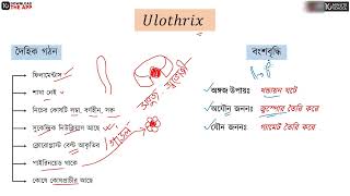 অধ্যায় ৫  শৈবাল ও ছত্রাক  Ulothrix HSC [upl. by Gianni]