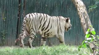 A brief tour of National Zoological Park Delhi India [upl. by Ynitsed]