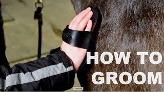 How To Groom a Horse [upl. by Helfand]