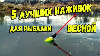 5 лучших наживок для рыбалки весной по холодной воде [upl. by Nomead862]