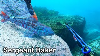 Spearfishing The Undesirables Ep 9 Sergeant Baker [upl. by Bohlen]