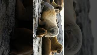 ¹ Walruses  Family Odobenidae  Observed in Description [upl. by Monte]