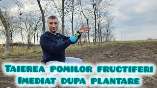 Infiintarea livezilor cu pomi fructiferi iata cand se face prima taiere dupa plantare [upl. by Narual]